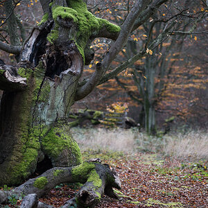 broken beech tree november