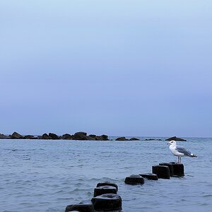 Möwe