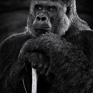 Gorilla