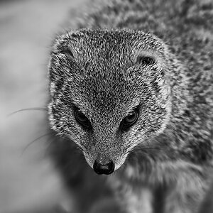 Fuchsmanguste