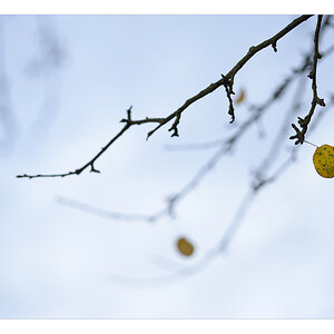 herbst