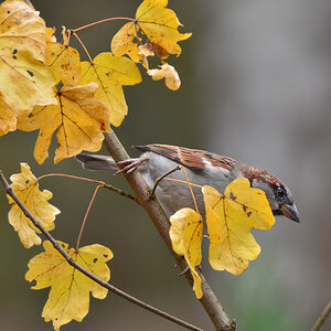 DSC 2813 Spatz
