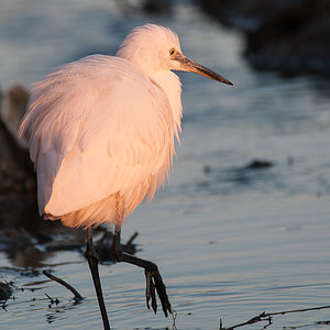 2013 03 20 Valencia Albufera 0164