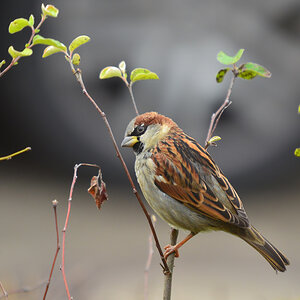 DSC 2527 Spatz
