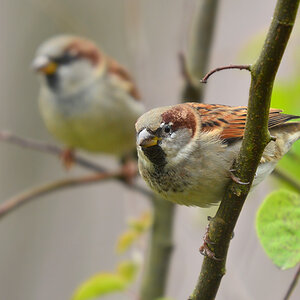 DSC 2529 Spatz