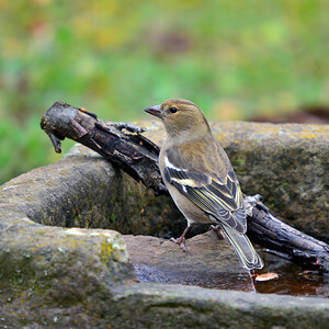 DSC 2706 Buchfink