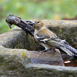 DSC 2707 Buchfink