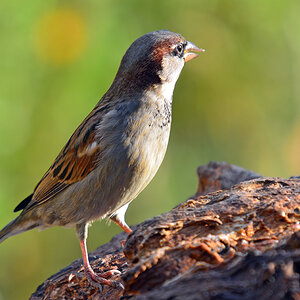 DSC 2617 Spatz