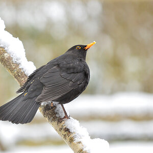 DSC 3105 Amsel