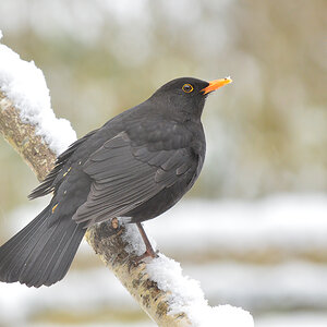 DSC 3106 Amsel