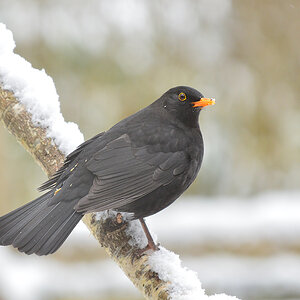 DSC 3107 Amsel