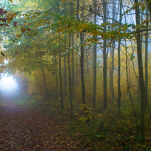 Wald im Nebel
