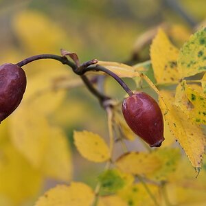 Herbst 2 112014