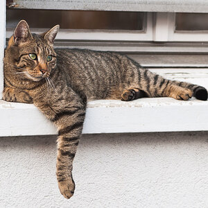 Katze am Fenster DSC4366