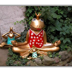 frosch meditation