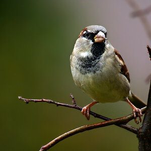 DSC 0185 Spatz 1000