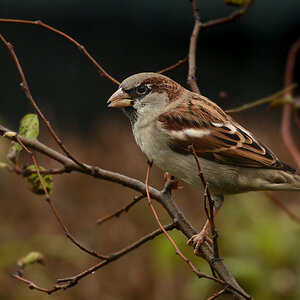 DSC 0190 Spatz 1000