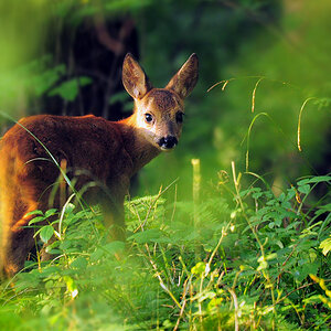DSC 3195 Bambi 1000