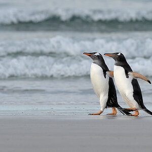 Gentoo Pinguine am Strand von Sounders Island
1607