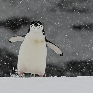 Zügelpinguin auf Half Moon Island
9950