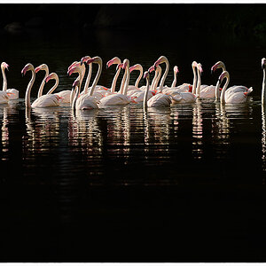 Flamingos