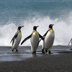 Königspinguine
2212