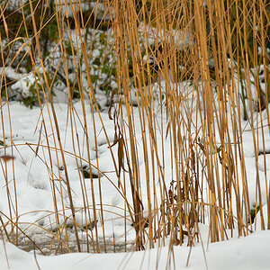 DSC 3247 Teich im Winter
