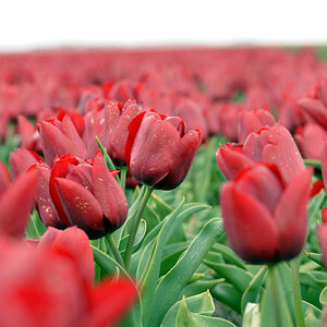 Unter den vielen Tulpen findet man immer eine schöne.