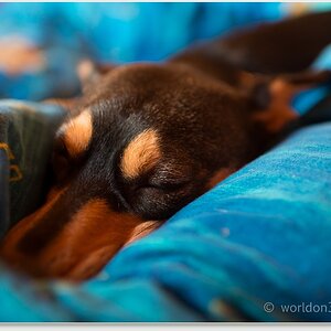 Ich wollt' ich wär' mein Hund