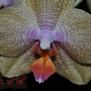 Number 14 Orchidee Phalaenopsis out of Camera
