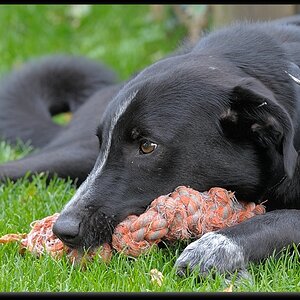 MNE 6254, Lucky, 20140930
D700 70-200/2,8
