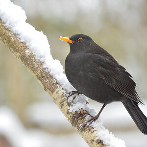 DSC 3115 Amsel
