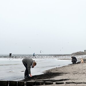 Muschelsammeln