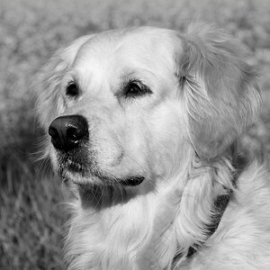 nelly