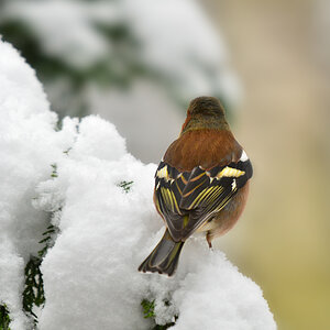 DSC 3070 Buchfink
