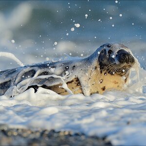 aacomp helgoland 20141228 3332