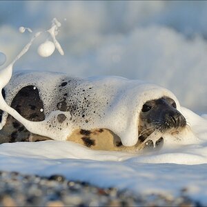 aacomp helgoland 20141228 3340 01 01