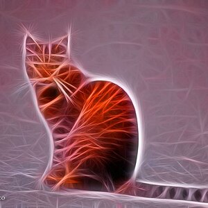 comp Gatto rosso