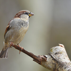 DSC 3005 Spatz
