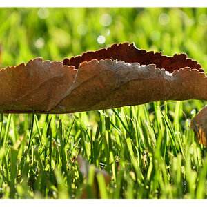 DOF: Wiese trägt Blatt