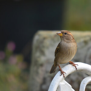 DSC 2989 Spatz