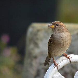 DSC 2991 Spatz