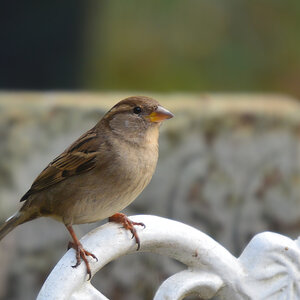 DSC 2990 Spatz