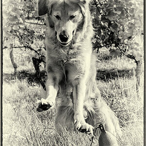 Crusoe in einem SW Foto.