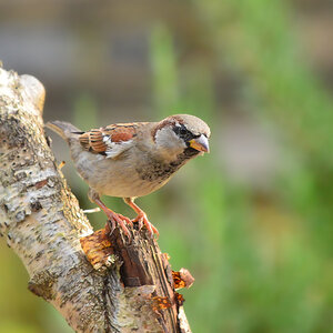 DSC 2986 Spatz