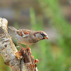 DSC 2987 Spatz