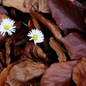 dsc 9202 blumenn im laub 1