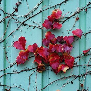 dsc 9182herbst