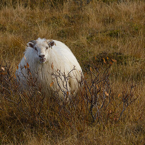Mývatn-Schaf 20141010 132809 island 2014