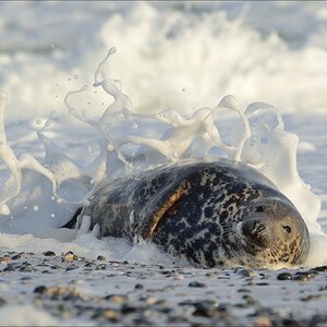 aacomp helgoland 20141229 6165